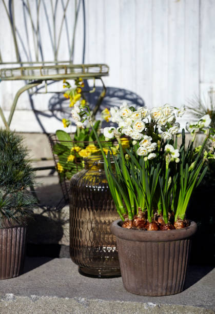 istock Elegant spring flowers planted in pots 891772320
