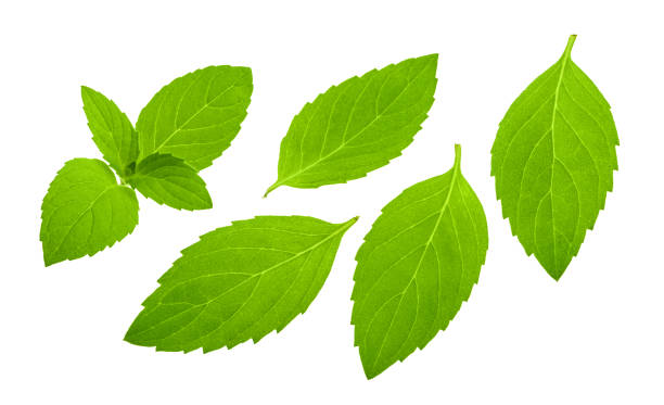 hojas de menta aislado - mint leaf peppermint green fotografías e imágenes de stock