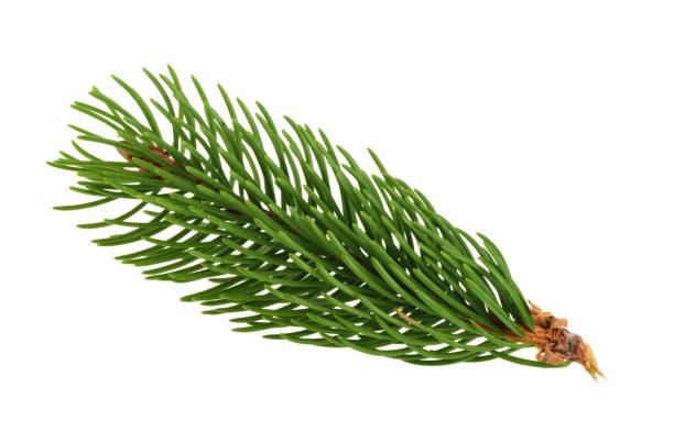 モミの木の枝絶縁 - pine tree pine cone branch isolated ストックフォトと画像