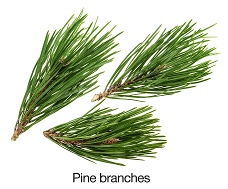 Pine isolated