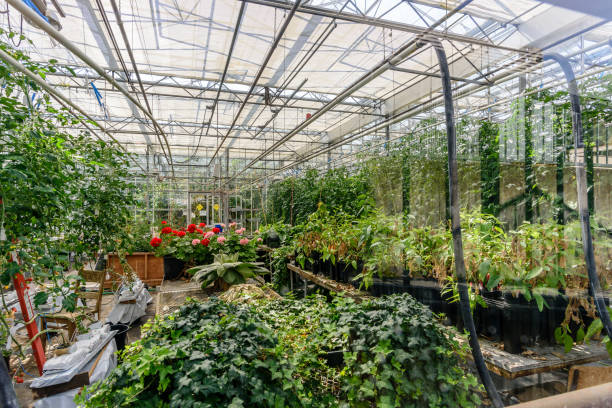 istock Growing green plants in modern greenhouses 891780660