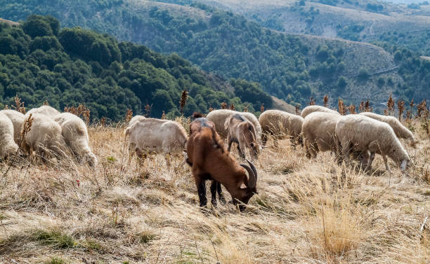 istock Herd of goats grazes on a mountain pasture. 891781088