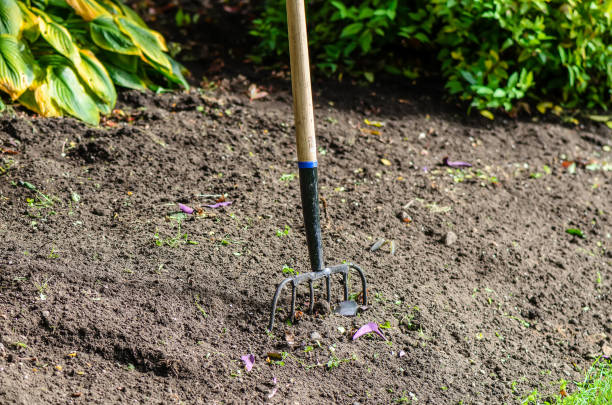 istock agricultural implements - pitchforks thrust into the ground 891782054