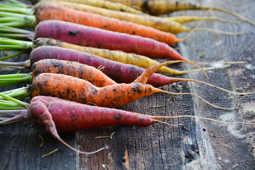 Organic rainbow carrots freshly harvested from garden.