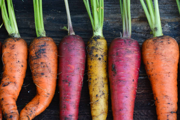 świeżo zebrane organiczne tęczowe marchewki - vegetable garden carrot vegetable organic zdjęcia i obrazy z banku zdjęć