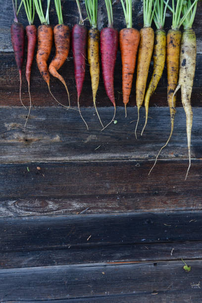 istock Freshly harvested organic rainbow carrots 891785336