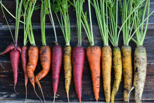 istock Freshly harvested organic rainbow carrots 891792332