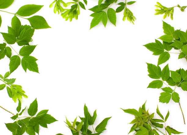 istock Frame photo of  leaves 891794398
