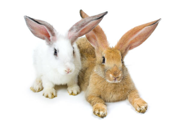 istock Happy New Year of rabbit 891794426