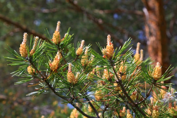 istock pine of the big shot 891795280