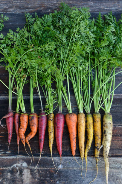 istock Freshly harvested organic rainbow carrots 891795398