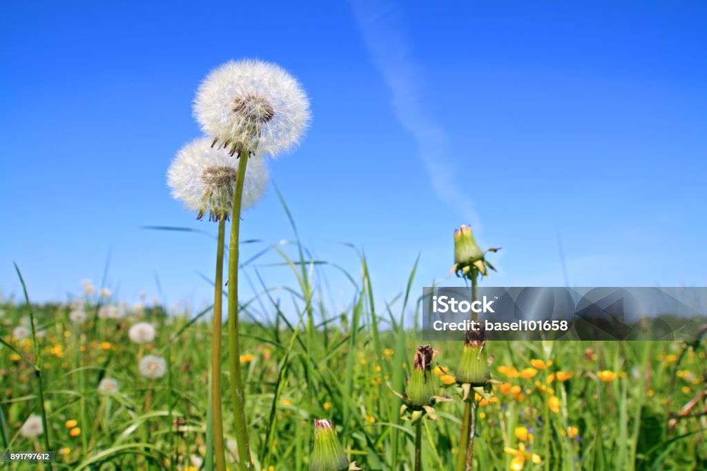 white dandelions on summer field Animal Body Part Stock Photo