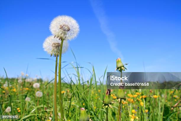 White Dandelions On Summer Field Stock Photo - Download Image Now - Animal Body Part, Animal Family, Animal Head