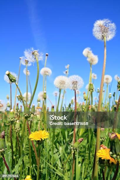 Field Flowerses On Summer Field Stock Photo - Download Image Now - Animal Body Part, Animal Family, Animal Head