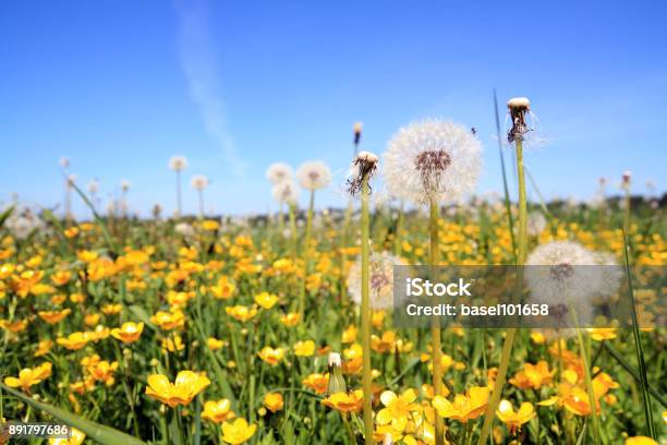 White Dandelions On Yellow Field Stock Photo - Download Image Now - Animal Body Part, Animal Family, Animal Head