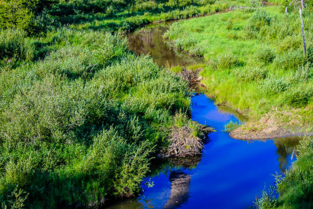 istock Stream in a meadow, Waiprous county, Alberta, Canada 891803554