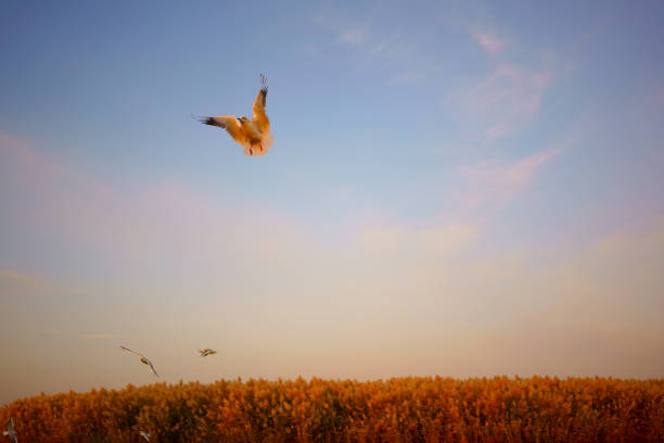 Dove over the sea