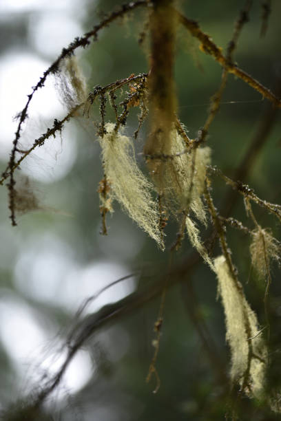 usnea barbata, broda starca wisząca na gałęzi jodła - 16936 zdjęcia i obrazy z banku zdjęć