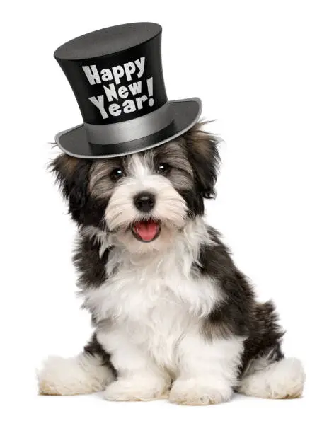 Happy smiling havanese puppy dog is wearing a black Happy New Year top hat, isolated on white background