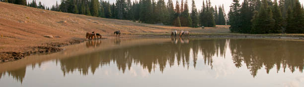 troupeau de chevaux sauvages au point d’eau dans la gamme de cheval sauvage de montagnes de pryor montana unted états - organe interne dun animal photos et images de collection