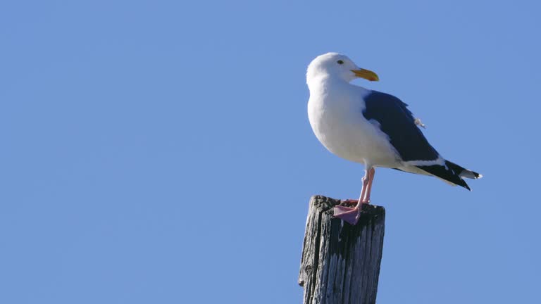 Close Up of Seagull