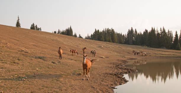 red bay stallion avec troupeau de chevaux sauvages au point d’eau dans la gamme de cheval sauvage de montagnes de pryor montana unted états - organe interne dun animal photos et images de collection