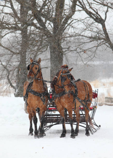 istock Pair of heavy draft horses harnessed to a sleigh 891823940