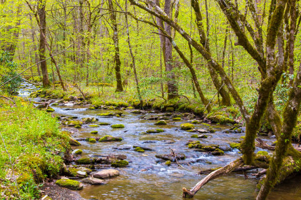 riacho de floresta pequena em great smoky mountains national park, no início da primavera. - gatlinburg waterfall smoke usa - fotografias e filmes do acervo