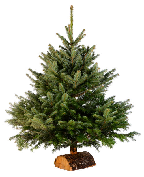 nudo nudo abies nordmann abete albero di natale isolato su uno sfondo bianco - fir tree christmas tree isolated foto e immagini stock