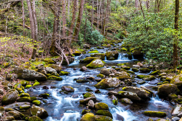 riacho da floresta. cascatas de água sobre as rochas no parque nacional great smoky mountains. - gatlinburg waterfall smoke usa - fotografias e filmes do acervo