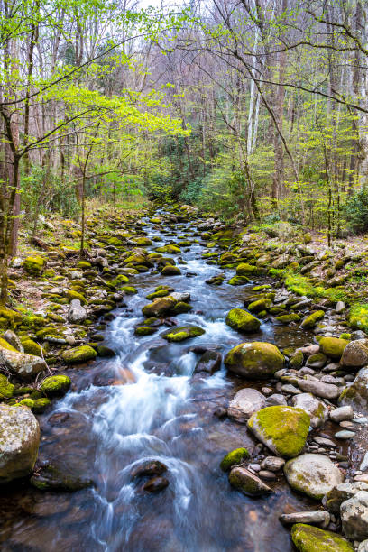 フォレスト ・ クリーク。水は、グレートスモーキー山脈国立公園内の岩の上に重ねて表示します。 - waterfall great smoky mountains great smoky mountains national park tennessee ストックフ��ォトと画像