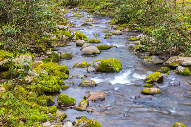 riacho da floresta. cascatas de água sobre as rochas no parque nacional great smoky mountains. - gatlinburg waterfall smoke usa - fotografias e filmes do acervo