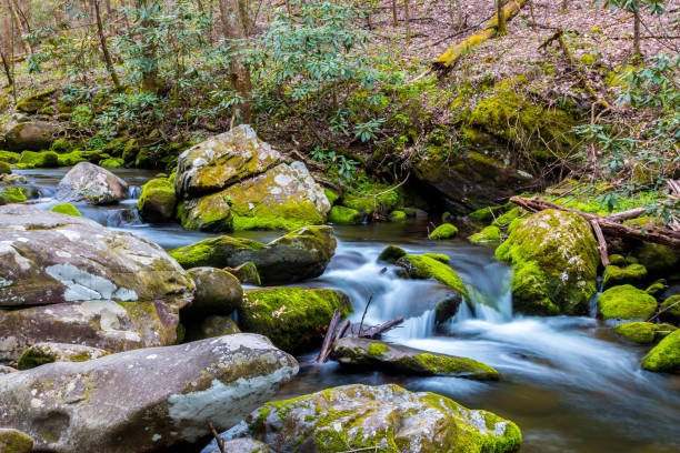 riacho da floresta. cascatas de água sobre as rochas no parque nacional great smoky mountains. - gatlinburg waterfall smoke usa - fotografias e filmes do acervo