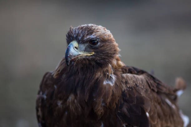 istock Golden eagle, closeup in the steppes of Mongolia. 891829892