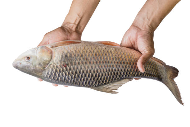 istock hand holding freshwater fish isolated on white background 891832680