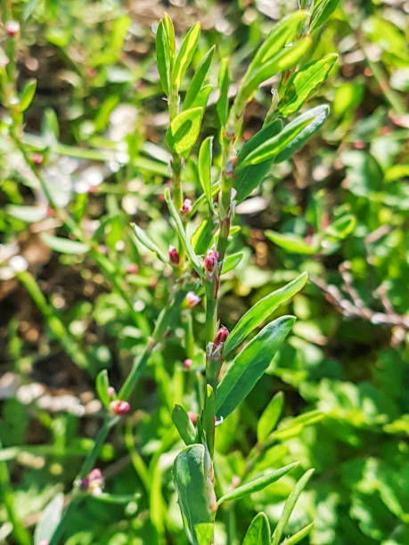 istock Knotgrass, knotweed, birdweed, pigweed or centinodia 891833014