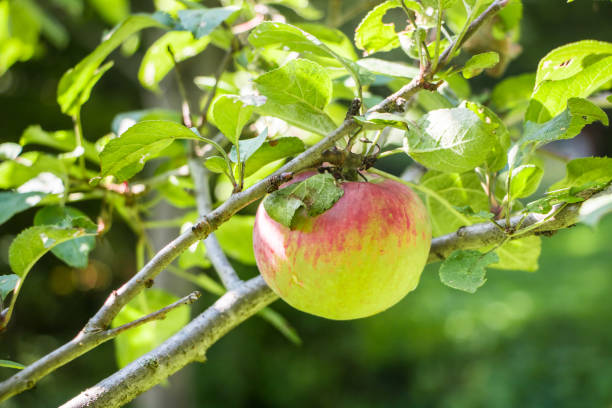 mcintosh apple on tree - macintosh apple imagens e fotografias de stock