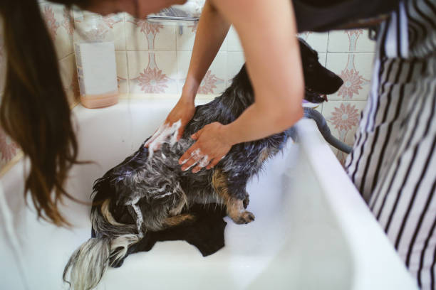 istock Dog washing day 891835338