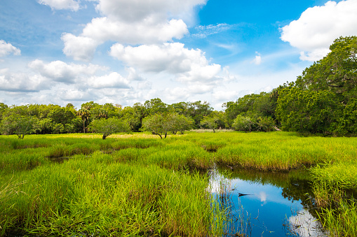 Florida wetland, natural landscape.