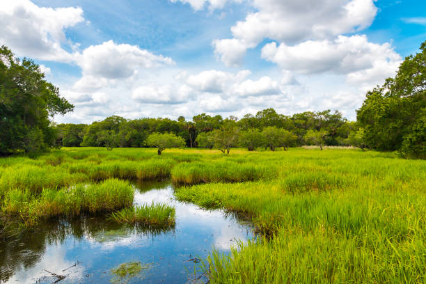 florida feuchtgebiet, natürliche landschaft. - landscape nature meadow river stock-fotos und bilder