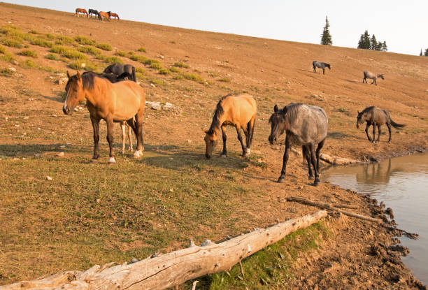 bande de chevaux sauvages au point d’eau dans la gamme de cheval sauvage de montagnes de pryor montana unted états - organe interne dun animal photos et images de collection