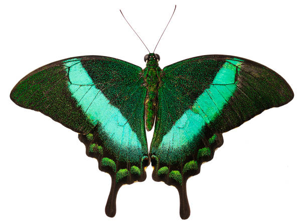 The green-banded peacock butterfly isolated on white background