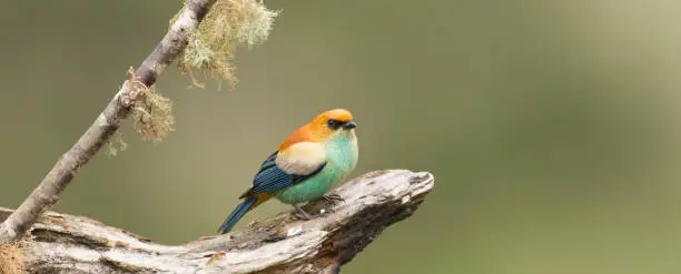 The chestnut-backed tanager (Tangara preciosa) (Portuguese: Saíra-preciosa) is a species of bird in the family Thraupidae. It is found in southern Brazil, north-eastern Argentina, eastern Paraguay and Uruguay