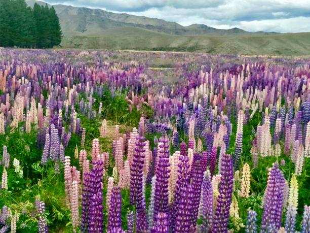 istock Lupine flowers 891866872