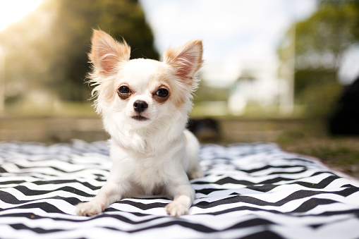 Portrait of a cute chihuahua puppy looking at the camera