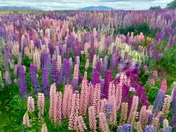 istock Lupins flowers 891869428