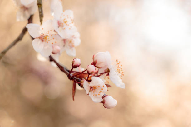 istock Flowering tree at Kubota Garden 891872336
