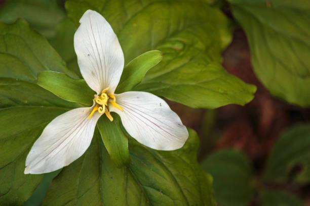 istock Woodland Garden 891872364