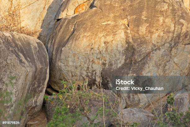 Indian Leopard On Showing Its Agility On Huge Rocks Stock Photo - Download Image Now