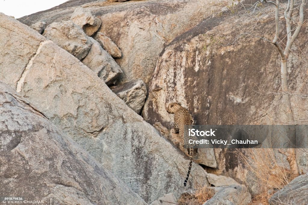 Indian Leopard on showing its agility on huge rocks Indian Leopard coming out of its day time roosting place and moving towards forest for hunting Animal Den Stock Photo